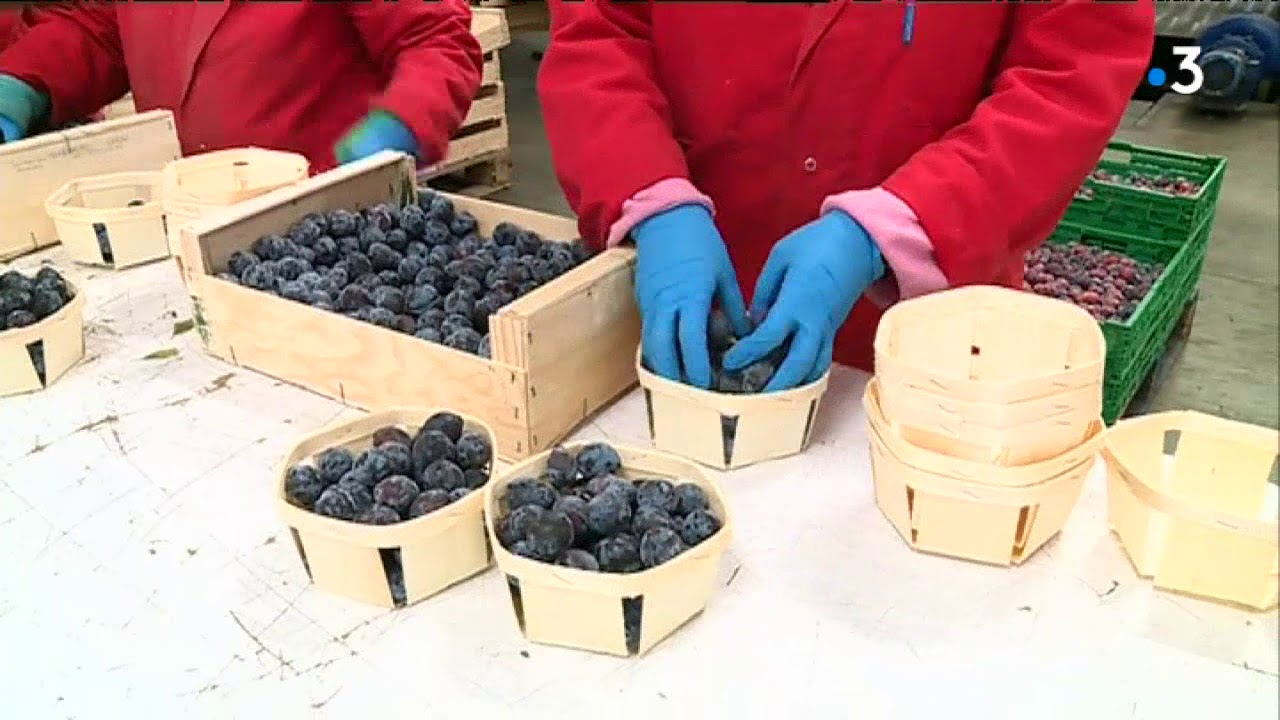 La prune Datil sauv&eacute;e par le conservatoire v&eacute;g&eacute;tal s'av&egrave;re id&eacute;ale pour le terroir aquitain