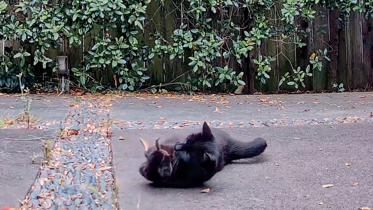 Playful cat puts a leaf in his mouth with his paws and plays with it!
