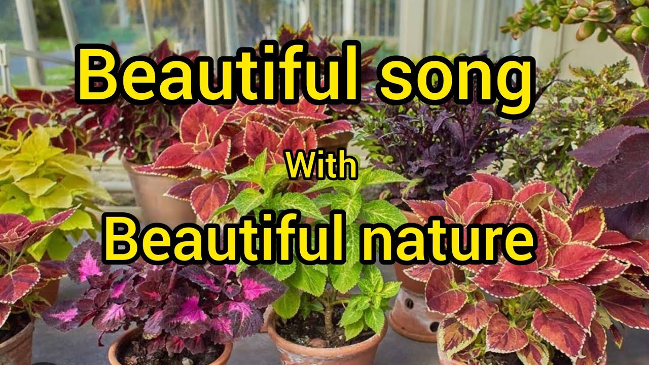 Beautiful song & nature ll #new #beautiful #hindisong #nature #viralvideos #old 