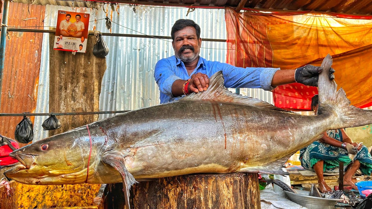 KASIMEDU 🔥 MR.DURAI | BIG SIZE COBIA FISH CUTTING VIDEO | 4K VIDEO | KM FISH CUTTING | IN KASIMEDU