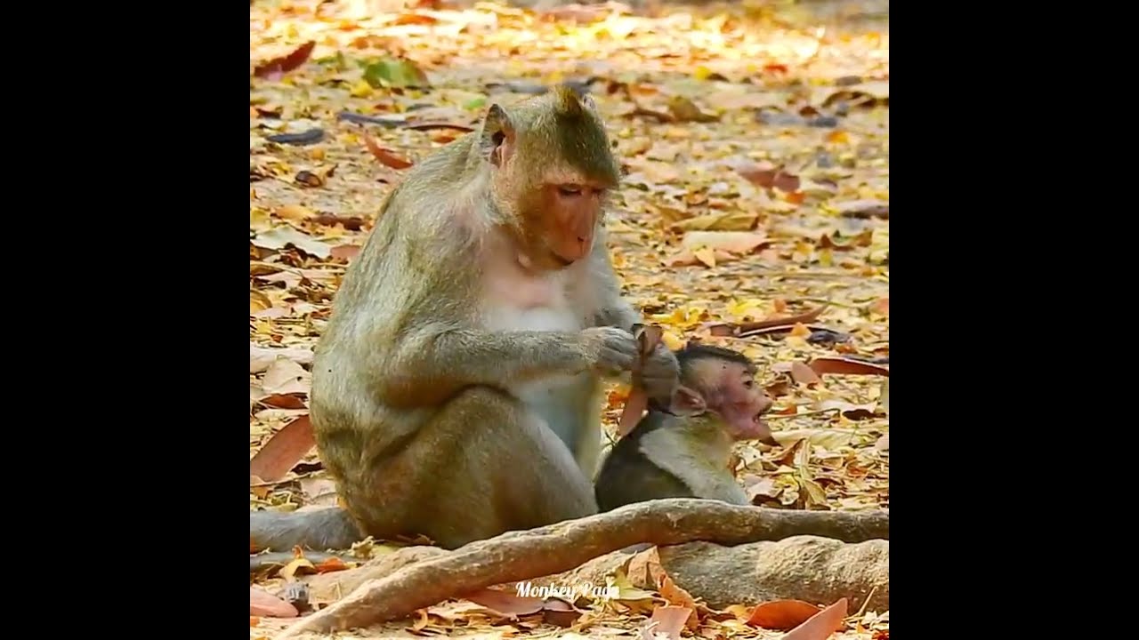 Tearing heart seeing young mother Spring weaning her own baby Shiloh very badly