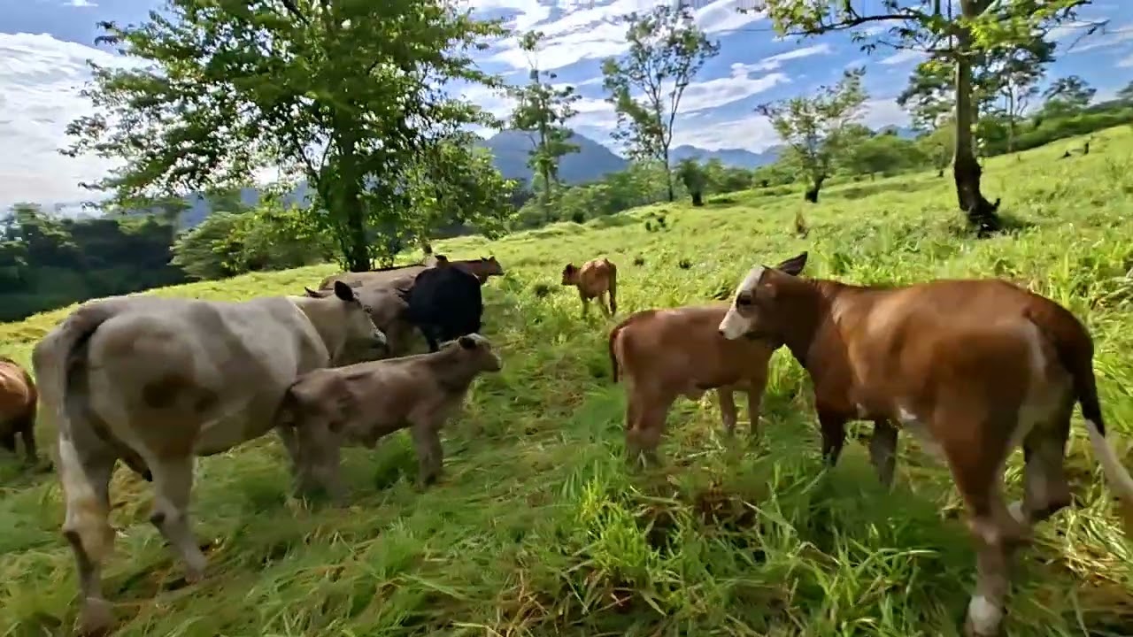 Blogcito del día 🐂🤠🤍