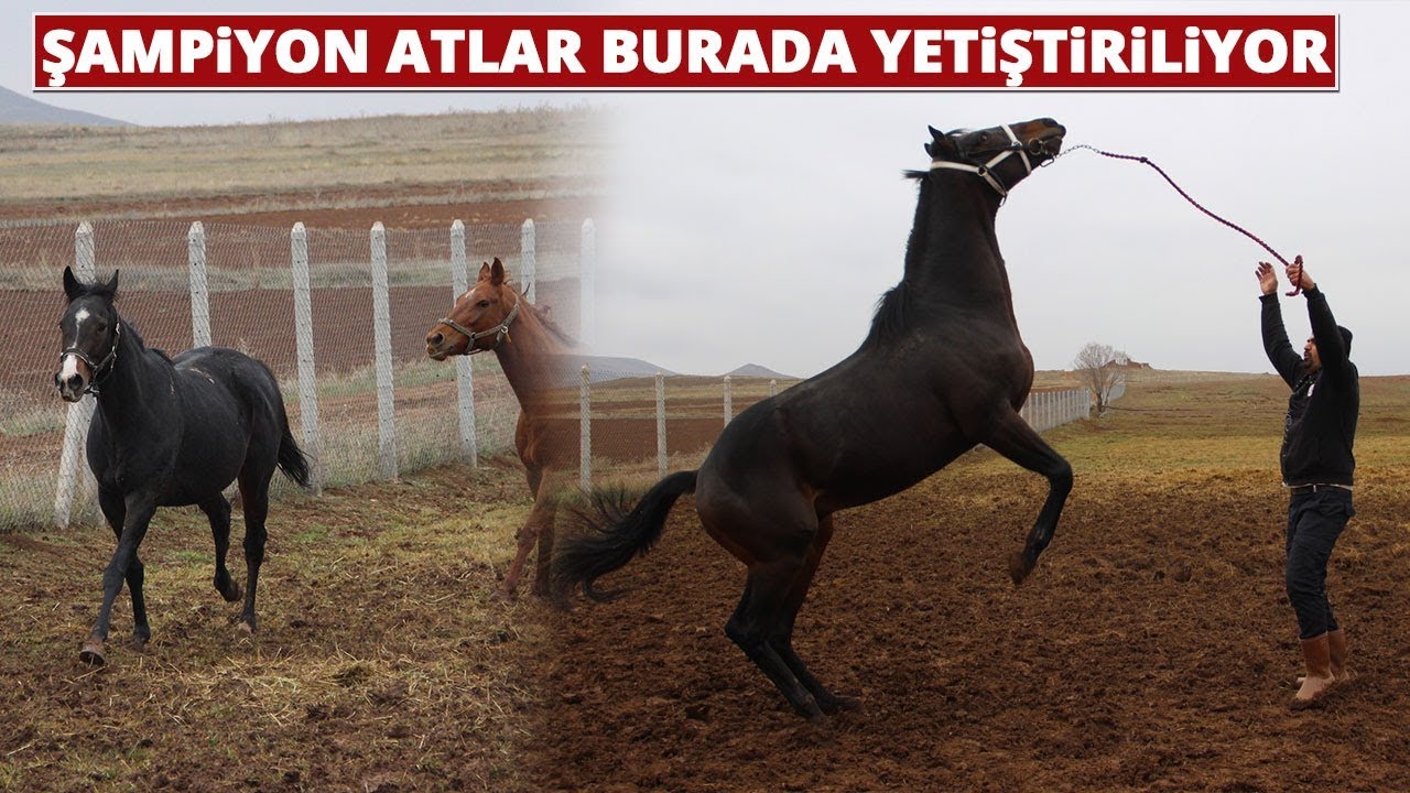 Şampiyon Atlar Sivas'ta Yetiştiriliyor