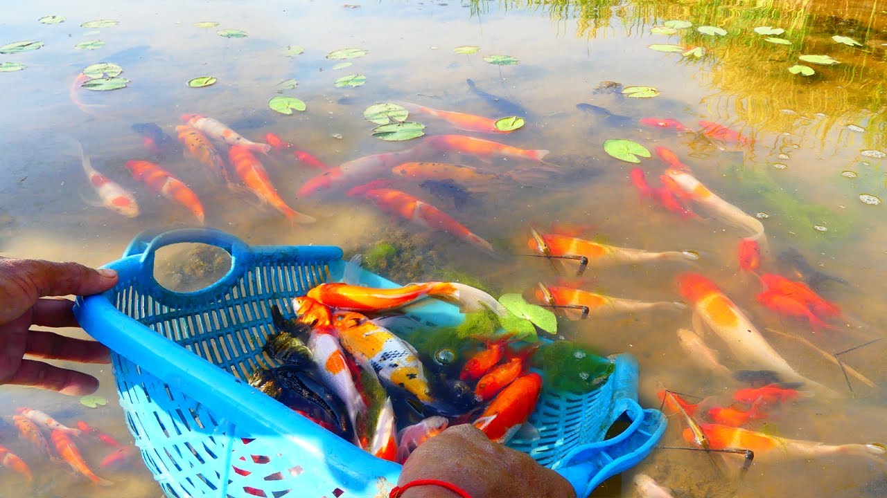 Wow amazing! finding Golden fish, Red fish, Japan Koi fish at field