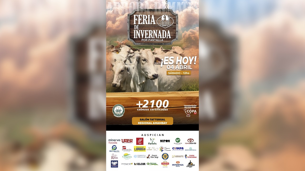 EN VIVO | Feria de Invernada por pantalla &bull; Arroba Remates - Regional Amambay