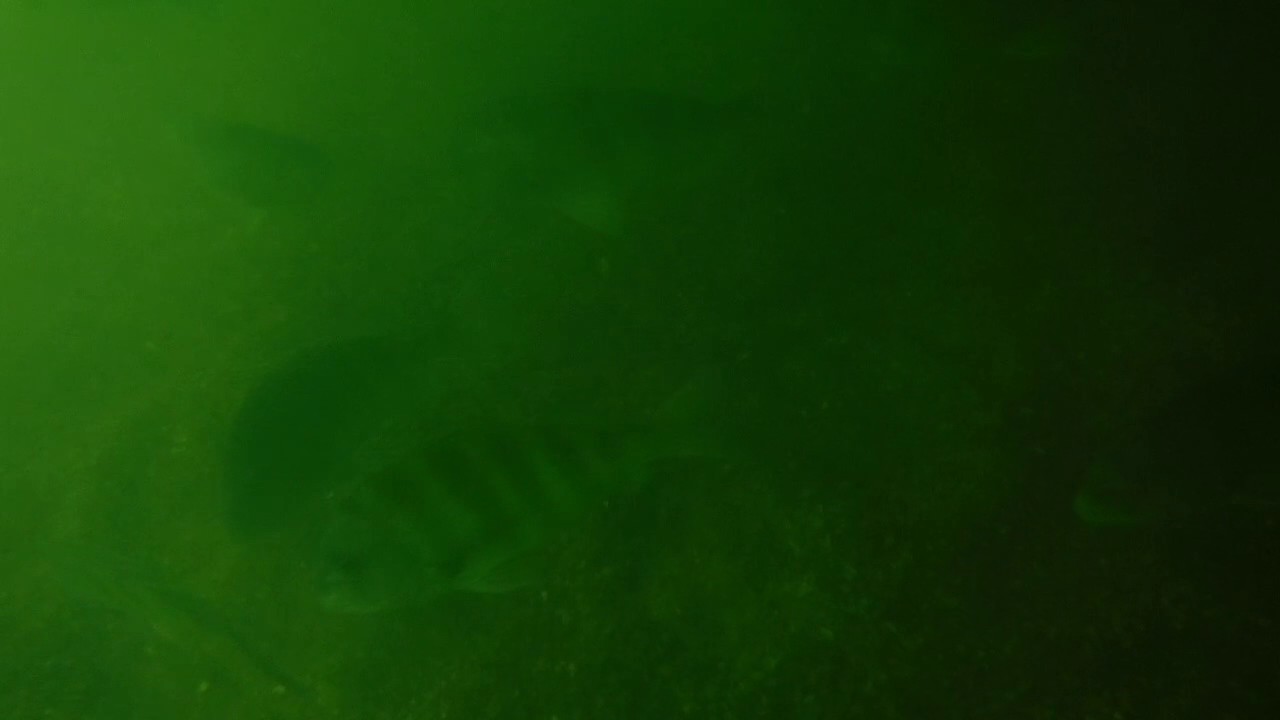Tons of Sheepshead! Under a dock Snorkeling at Saint Joseph Bay