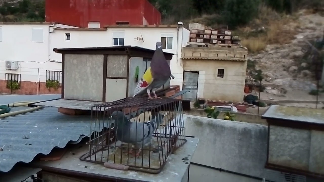 Enseñanza de un palomo al palomar👍. palomos deportivos. cullera. Valencia