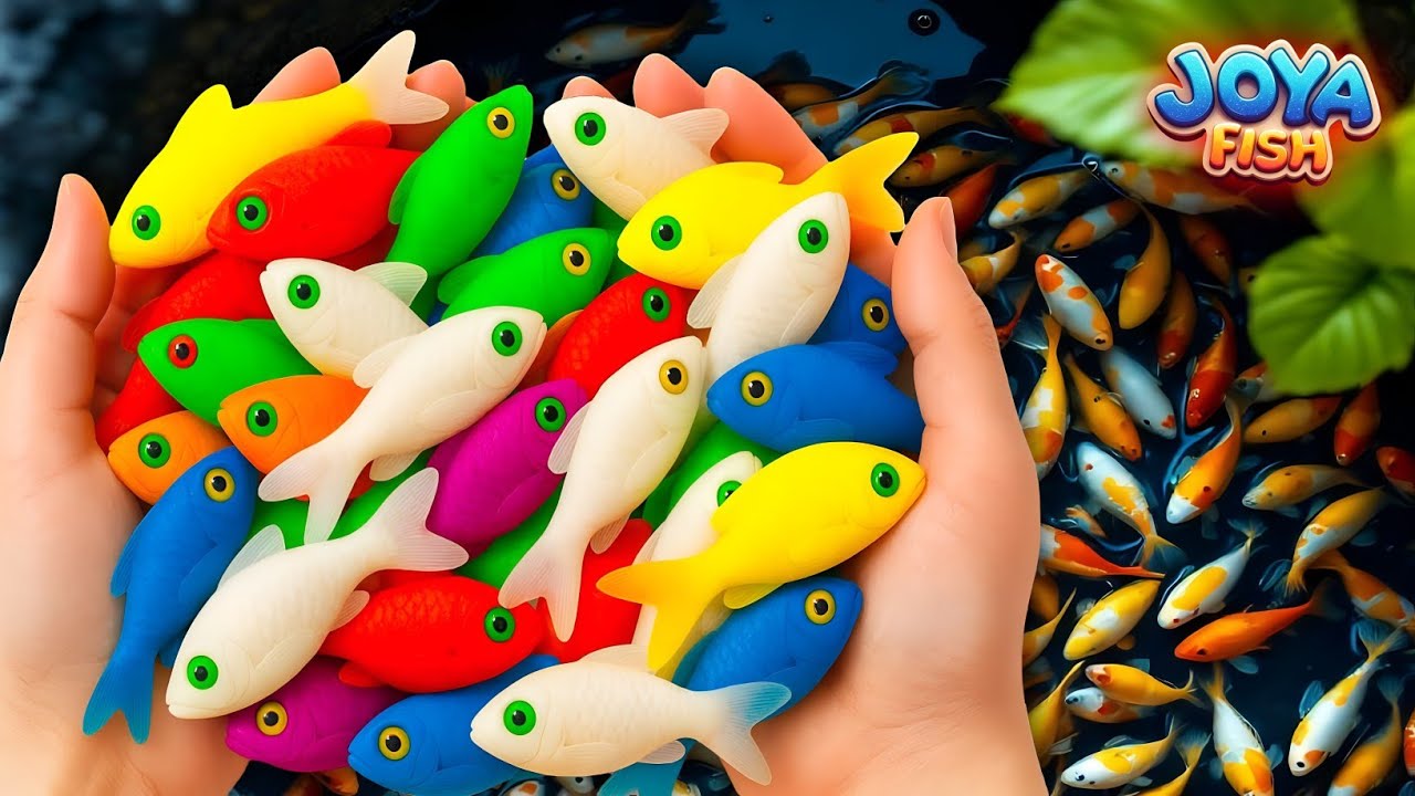 The Incredible Catch Colorful Aquarium Fish In Giant Colorful Eggs,Molly,GlowFish,Koi,Gold Fish