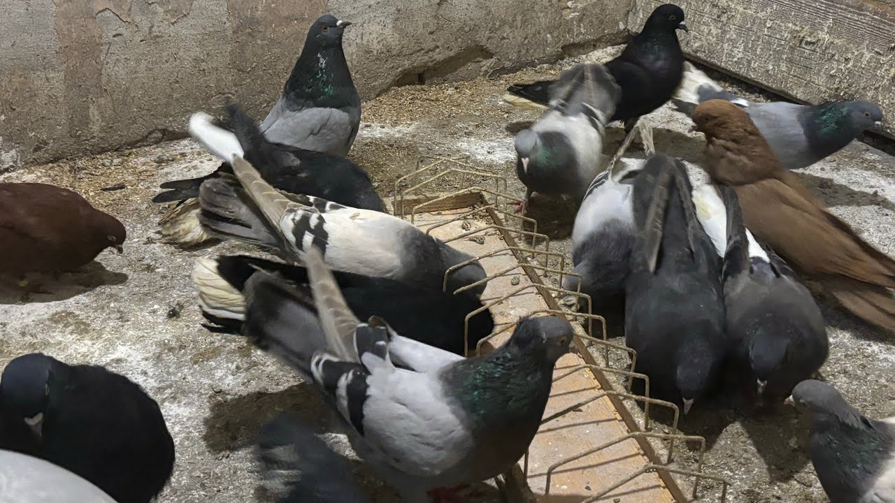 Миколаївські голуби Григорія Андрійовича . Місто Камʼянське. Все життя з голубами