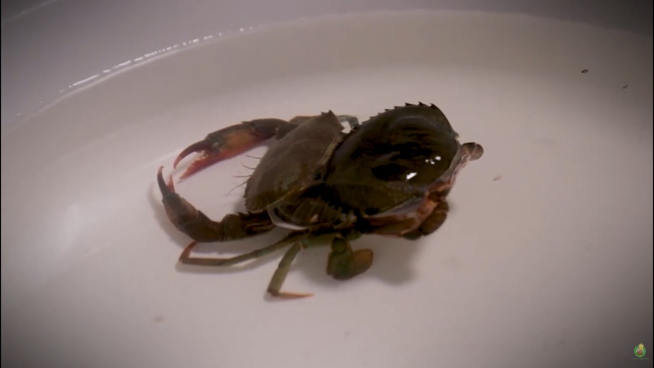 DA-BFAR's Softshell Mangrove Crab Production Technology: Agham para sa Kabuhayan at Kalikasan_NBFTC