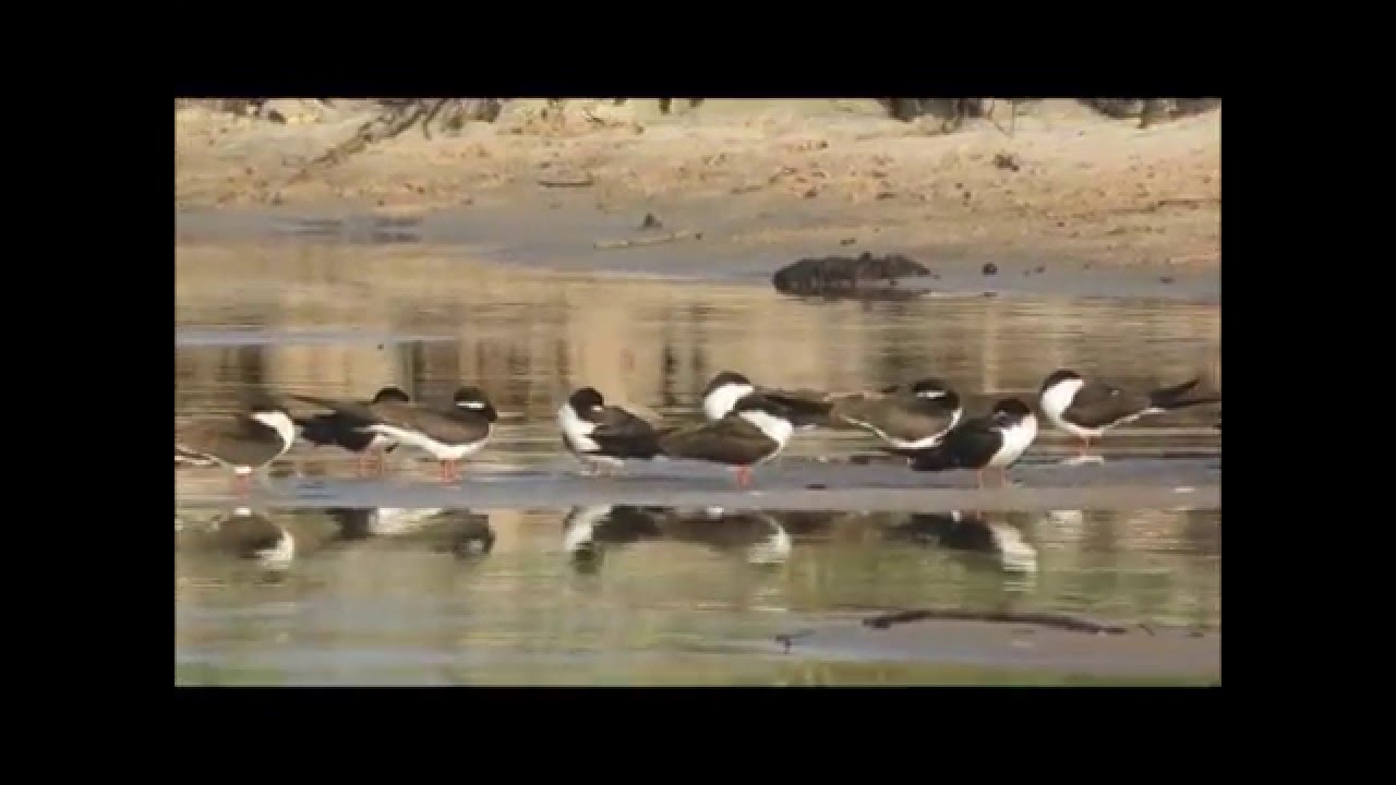 Shakawe, birds of the Okavango, Botswana