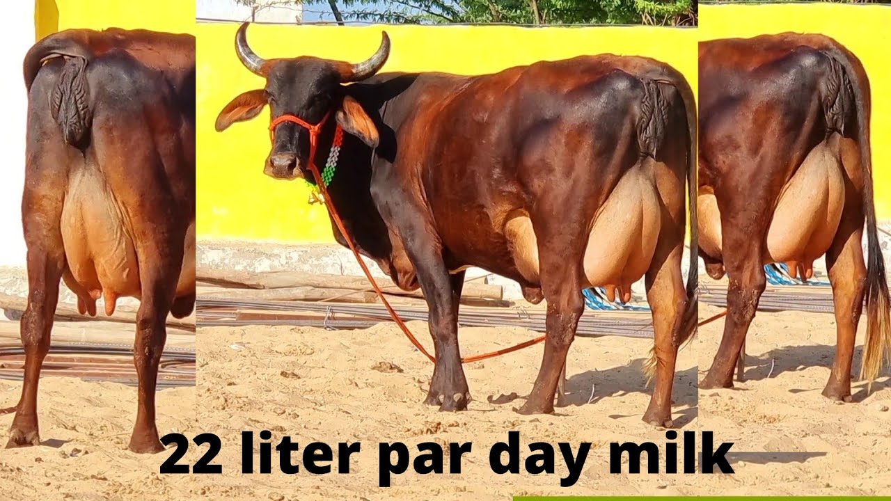22liter #gircross #girlendo #gircrosscow #gircross gay Brazil jesi shandar 1st lactation 9414745465