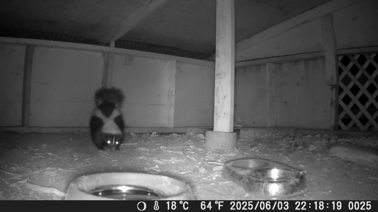 Hut Skunks 6/4/25