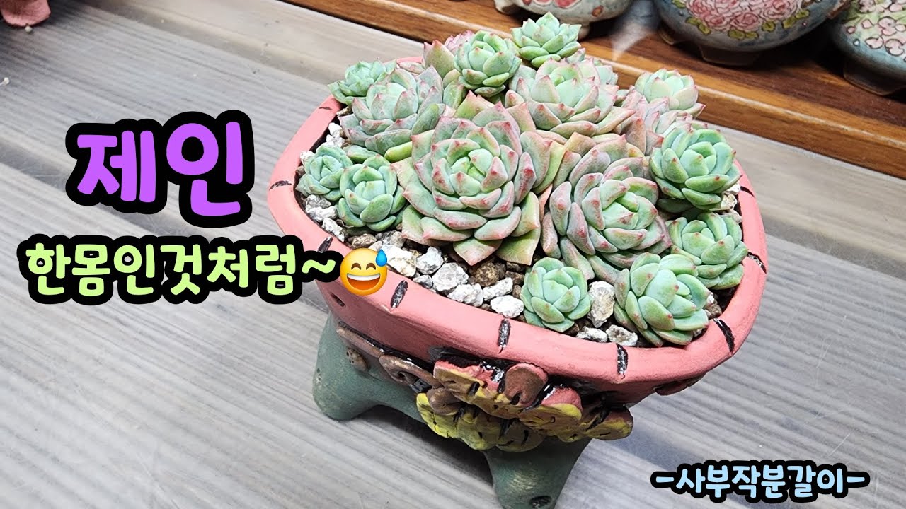 260307 목대가거믓거믓~정야랑비슷!자구는덜렁덜렁~싹정리해서합식해주니깔꼼~^^