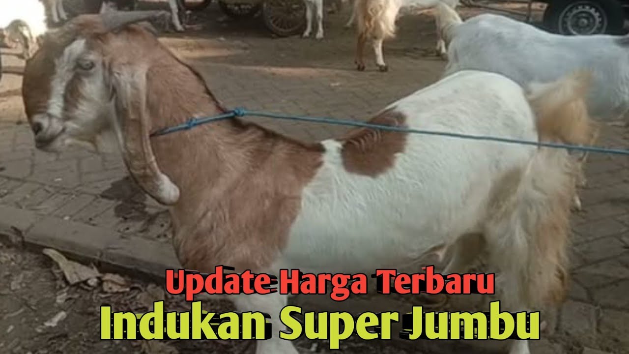 UPDATE HARGA TERBARU INDUKAN SUPER JUMBO