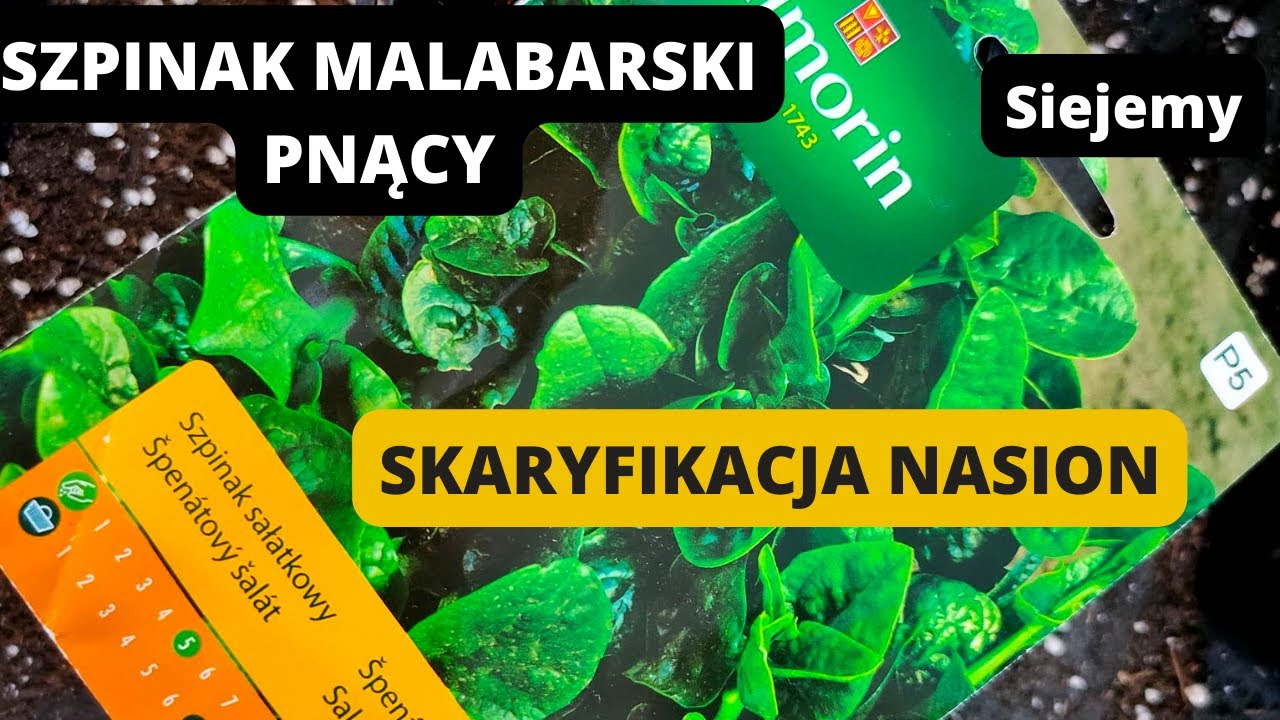 STRATYFIKACJA CZY SKARYFIKACJA NASION?? Uprawa szpinaku sałatkowego. Szpinak malabarski. #kwiecień
