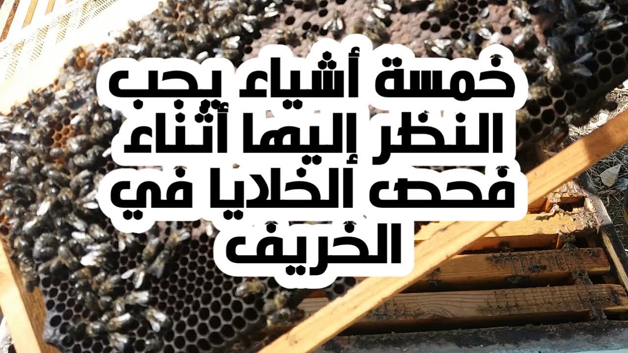 فحص خلية نحل في بداية الخريف والأمور التي يجب التركيز عليها أثناء الفحص