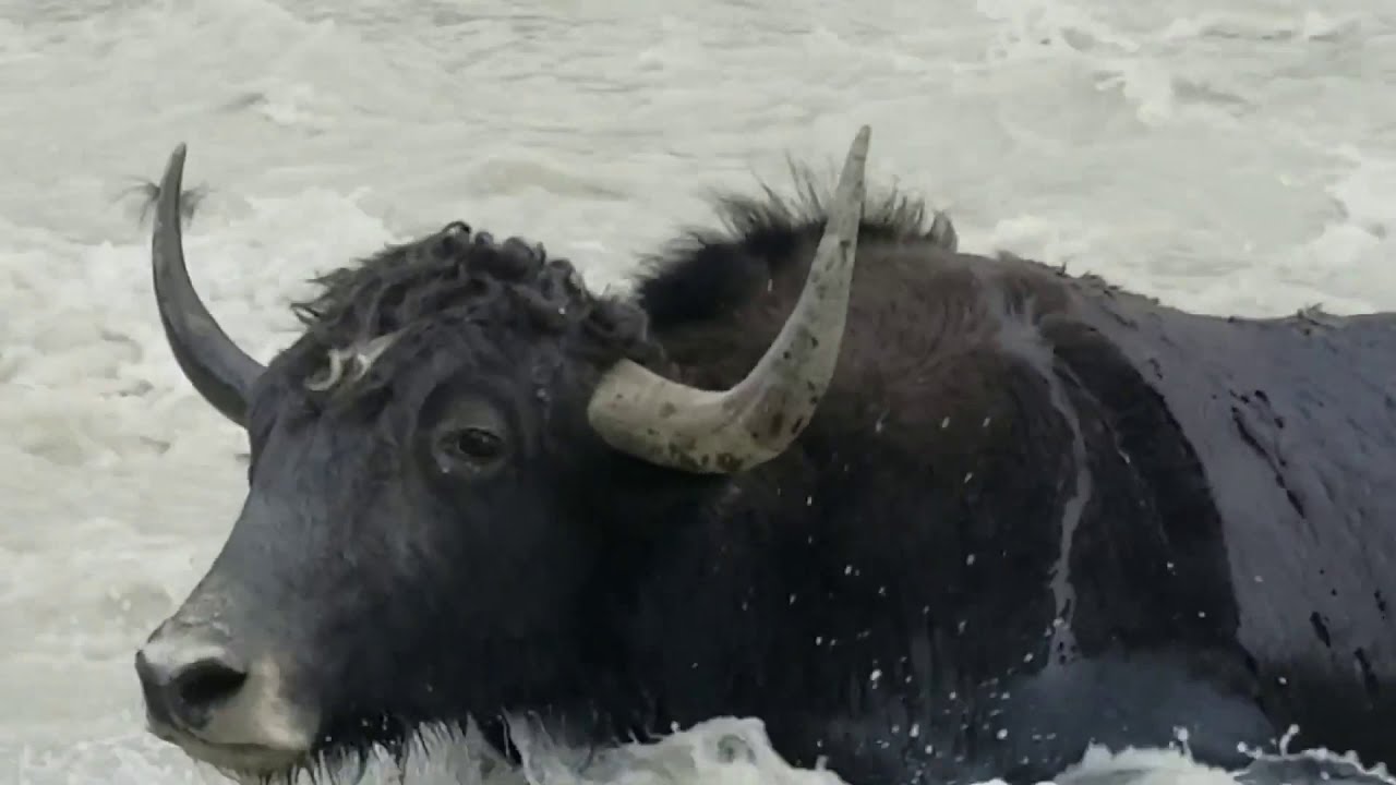 Amazing |Wild Yak| Crossing the |Dangerous River|  2020