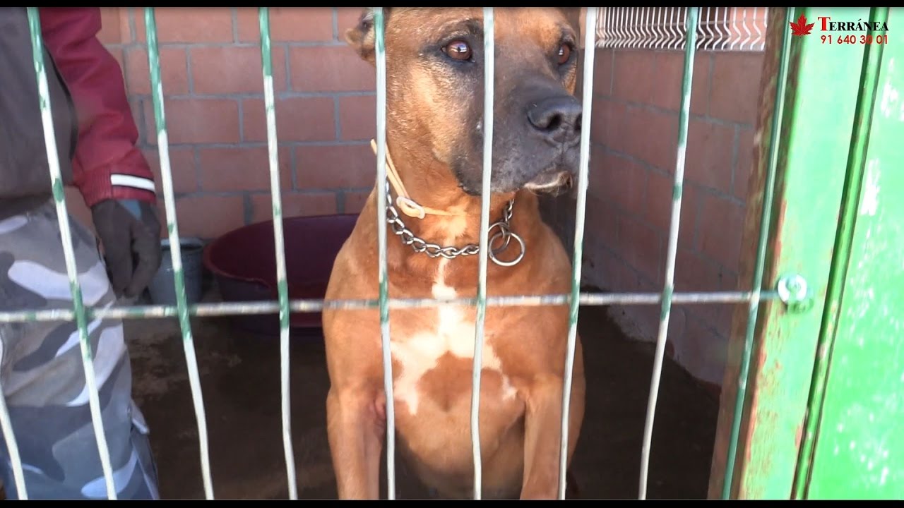PPP - Perro Potencialmente Peligroso encerrado en una protectora  | Terránea