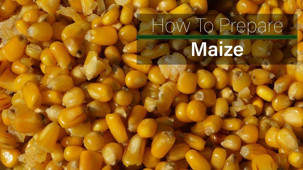 How to prepare maize for fishing