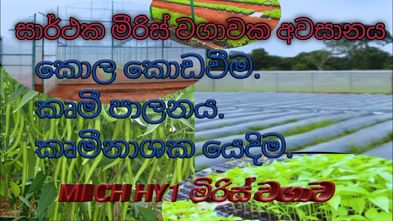 මීරිස් වගාවෙි රහස් ක්‍රම හරි හැටි දැනගමු.how to grow mi ch hy 01.