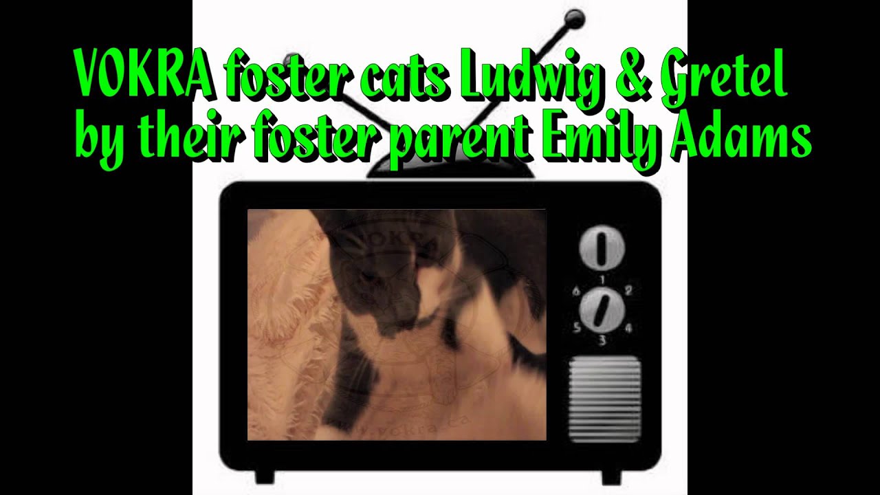 Meet VOKRA Foster Cats Ludwig & Gretel