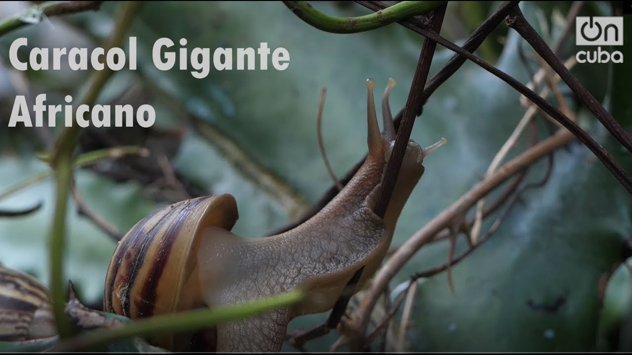 La invasión del caracol africano en Cuba