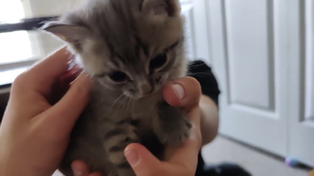 Curious kittens