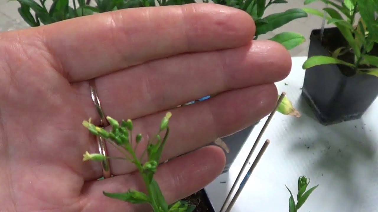 Transforming Camelina Sativa by Agrobacterium Floral-Dip Method