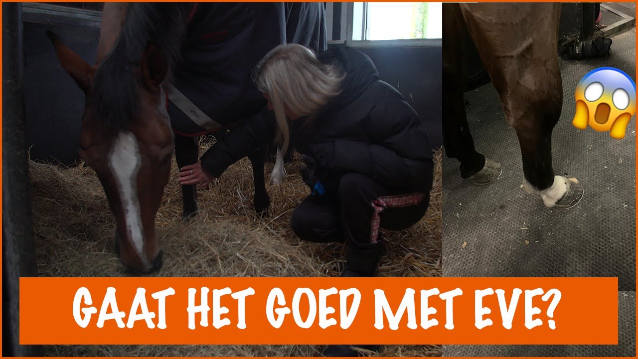 WAT IS ER MET EVE?! | PaardenpraatTV