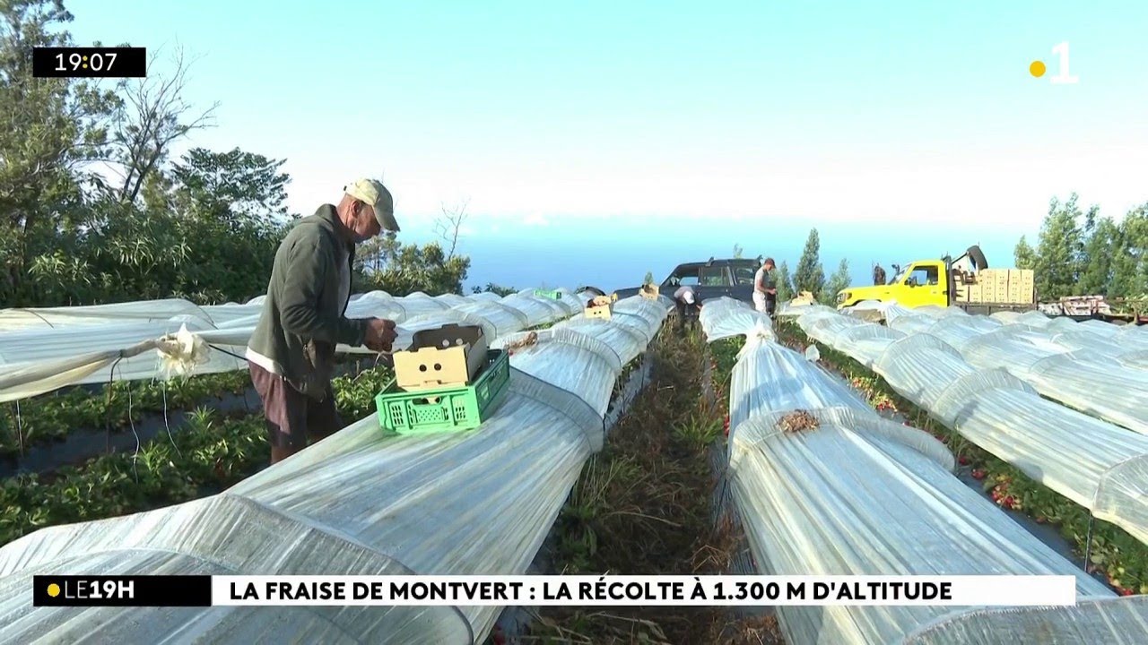 Fête de la fraise : Portrait de la famille Moreau, des producteurs à Montvert-les-hauts