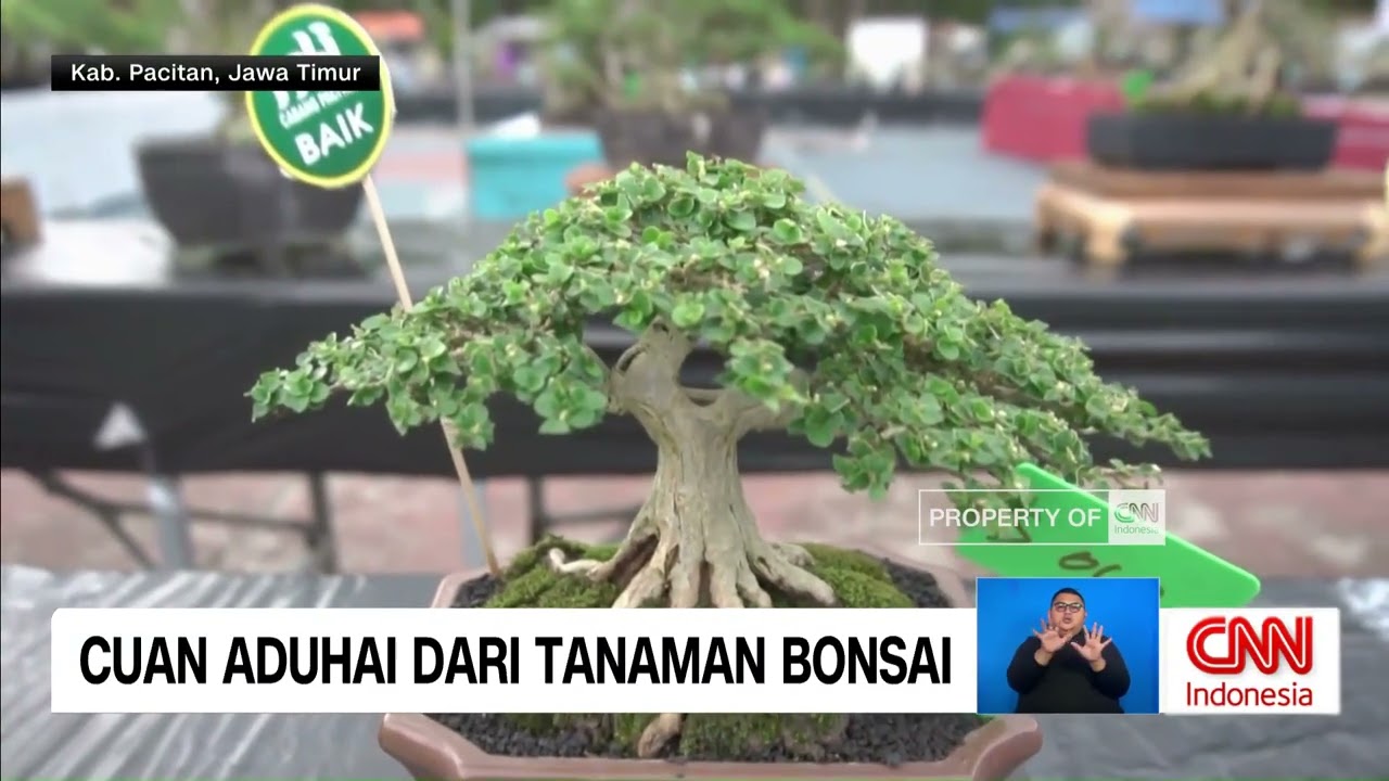 Cuan Aduhai dari Tanaman Bonsai