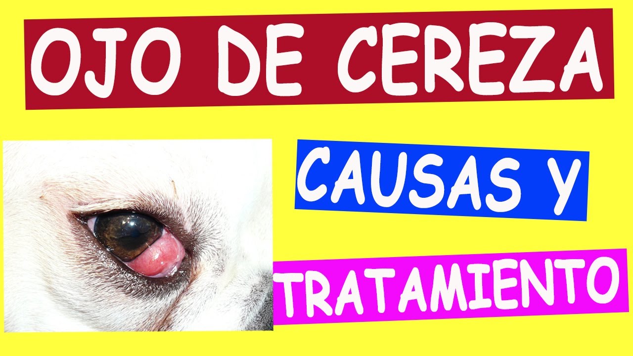 Causas y Tratamiento para el OJO DE CEREZA en Perros