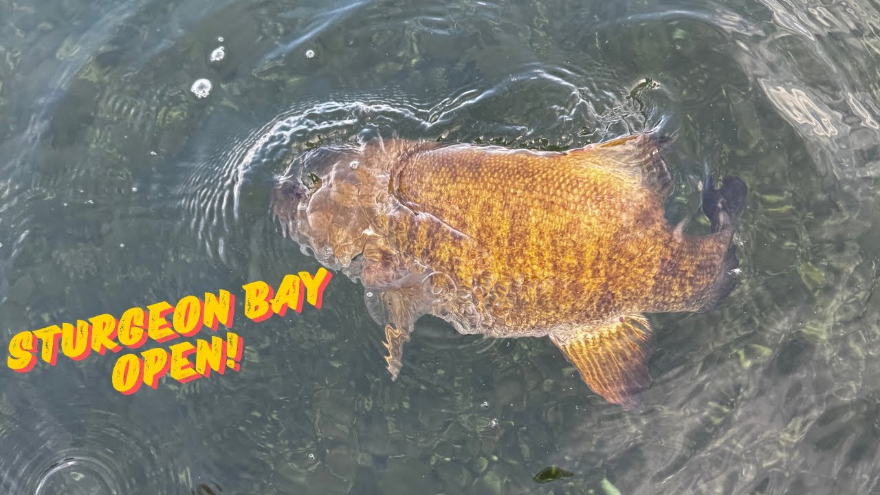 Bedding Smallmouth and the 2024 Sturgeon Bay Open!