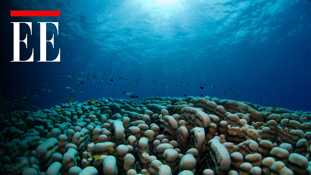 “Desde que llegamos, supe que era especial”: así hallaron la colonia de coral más grande descubierta