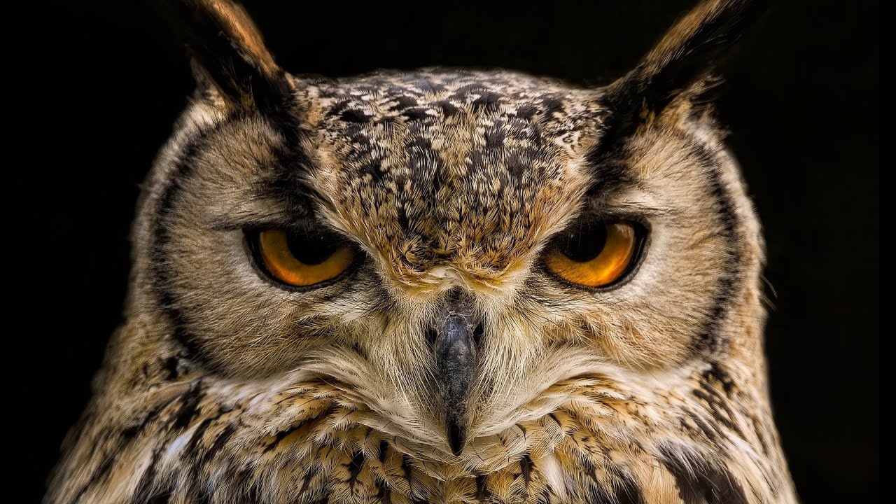 Do You Know How Many Years Owls Live? The Lifespan of Owls