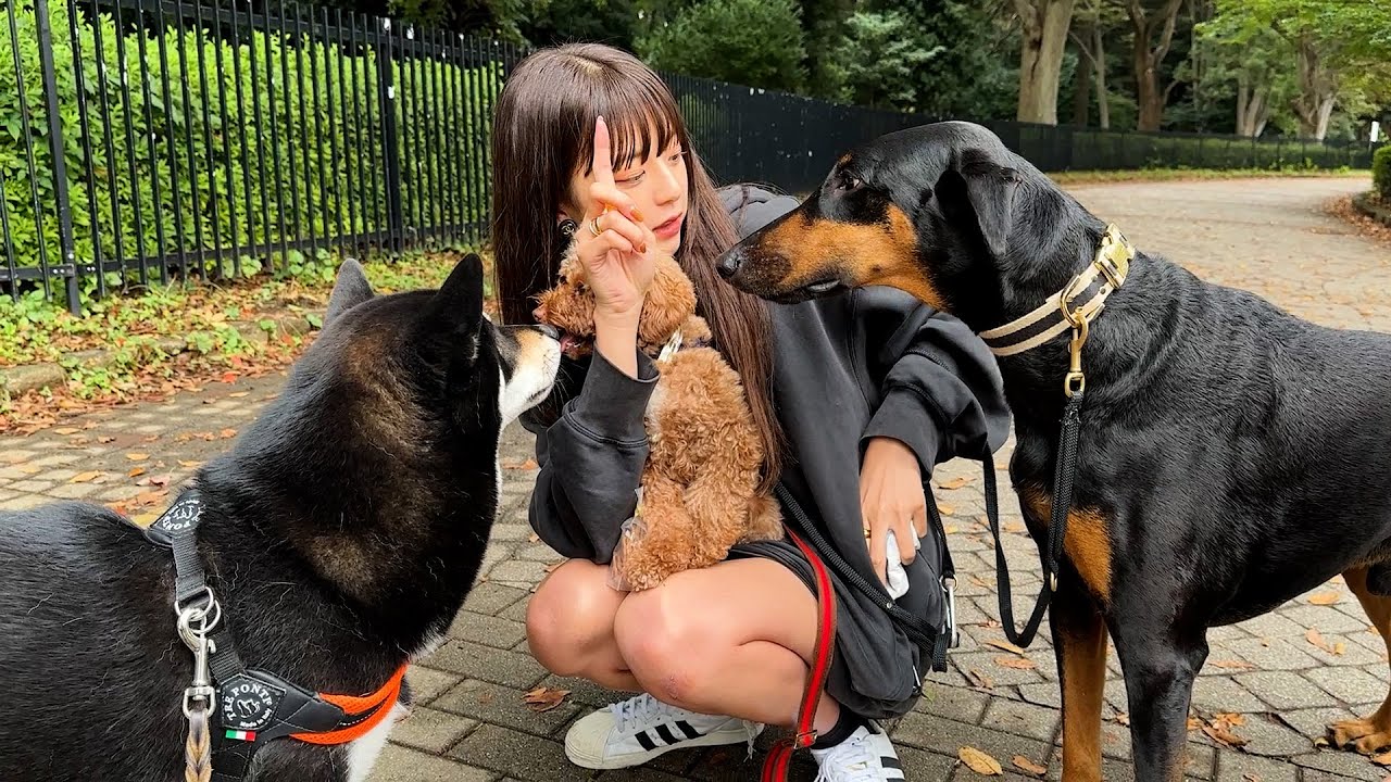 しゅうちゃんの飼ってる保護犬たちに大吉を会わせてみた