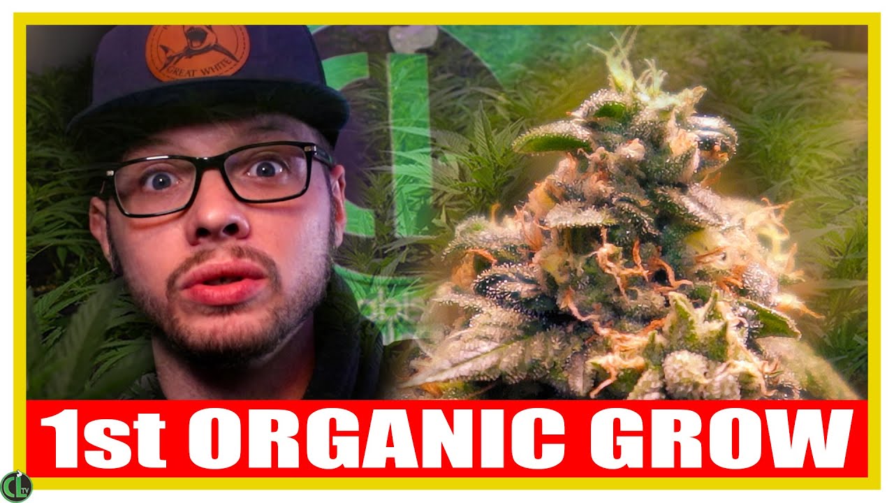 Easiest Way to Grow Weed Organically - Seed to Harvest [HEADBANGER USING BAS 3.0!]
