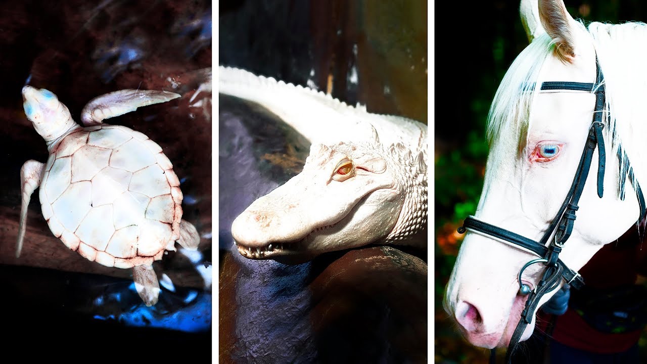 23 Animais Albinos Raramente Vistos