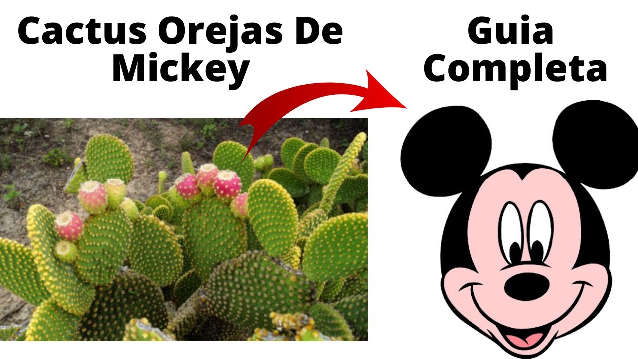 Orejas Mickey Reproduccio y cuidados | Opuntias
