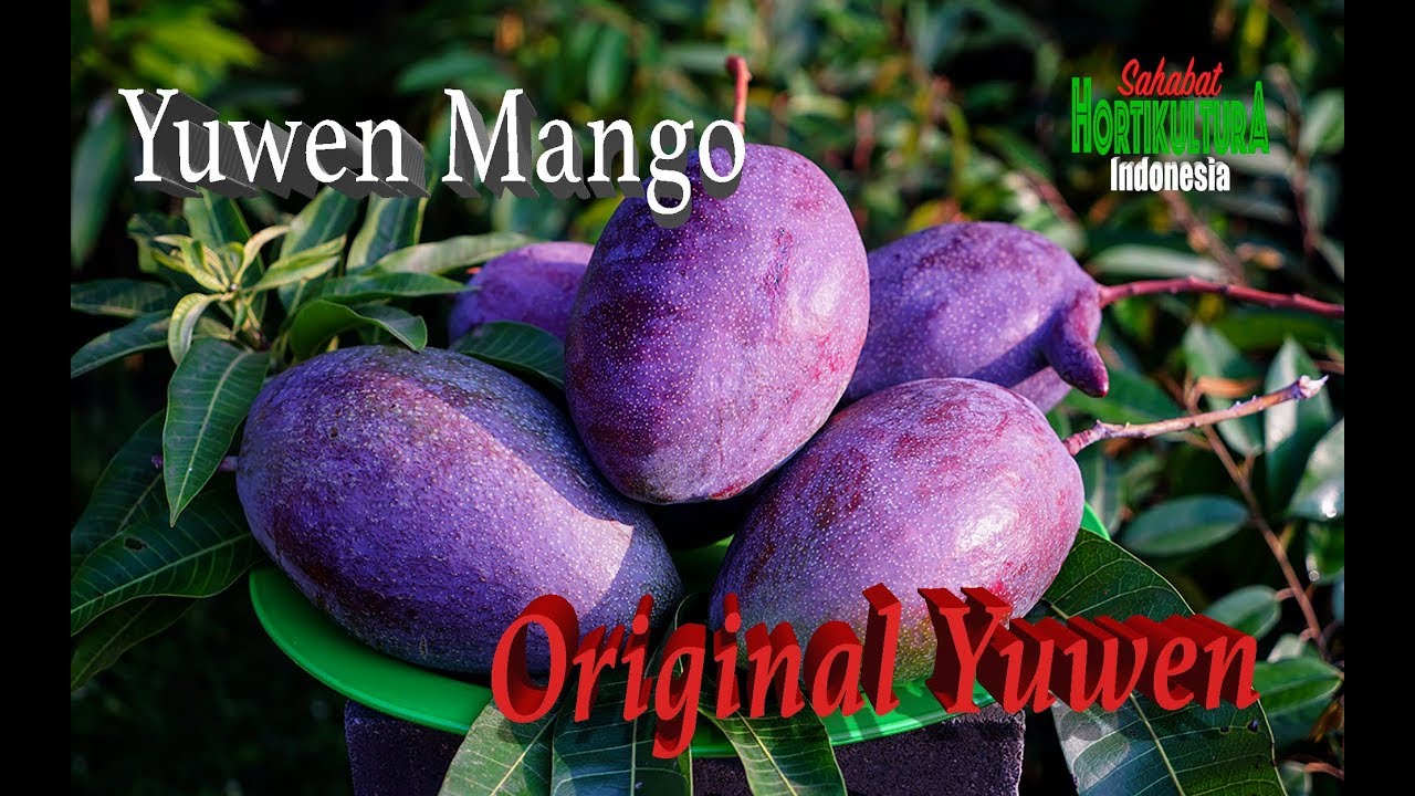 MANGGA YUWEN #6 | ORIGINAL