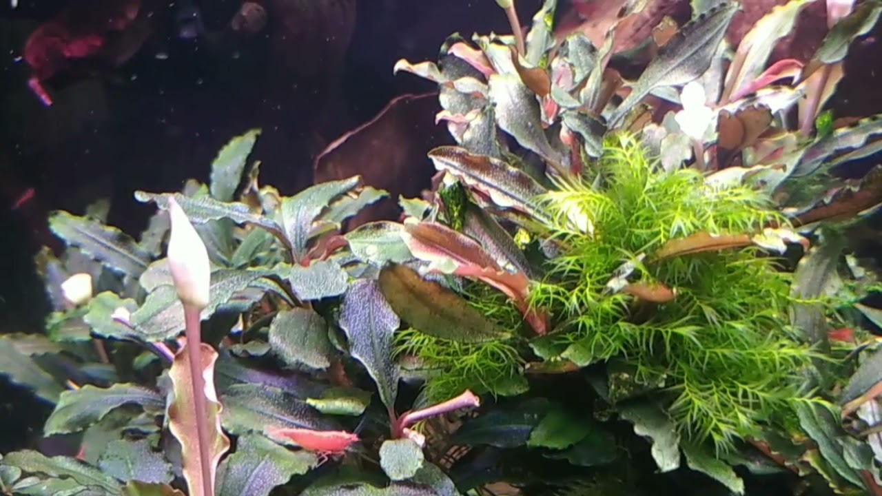 #aquarium#tank#bucephalandra #релакс#shrimp#moss  Мох Феникс растет в кочке Буцефаландр