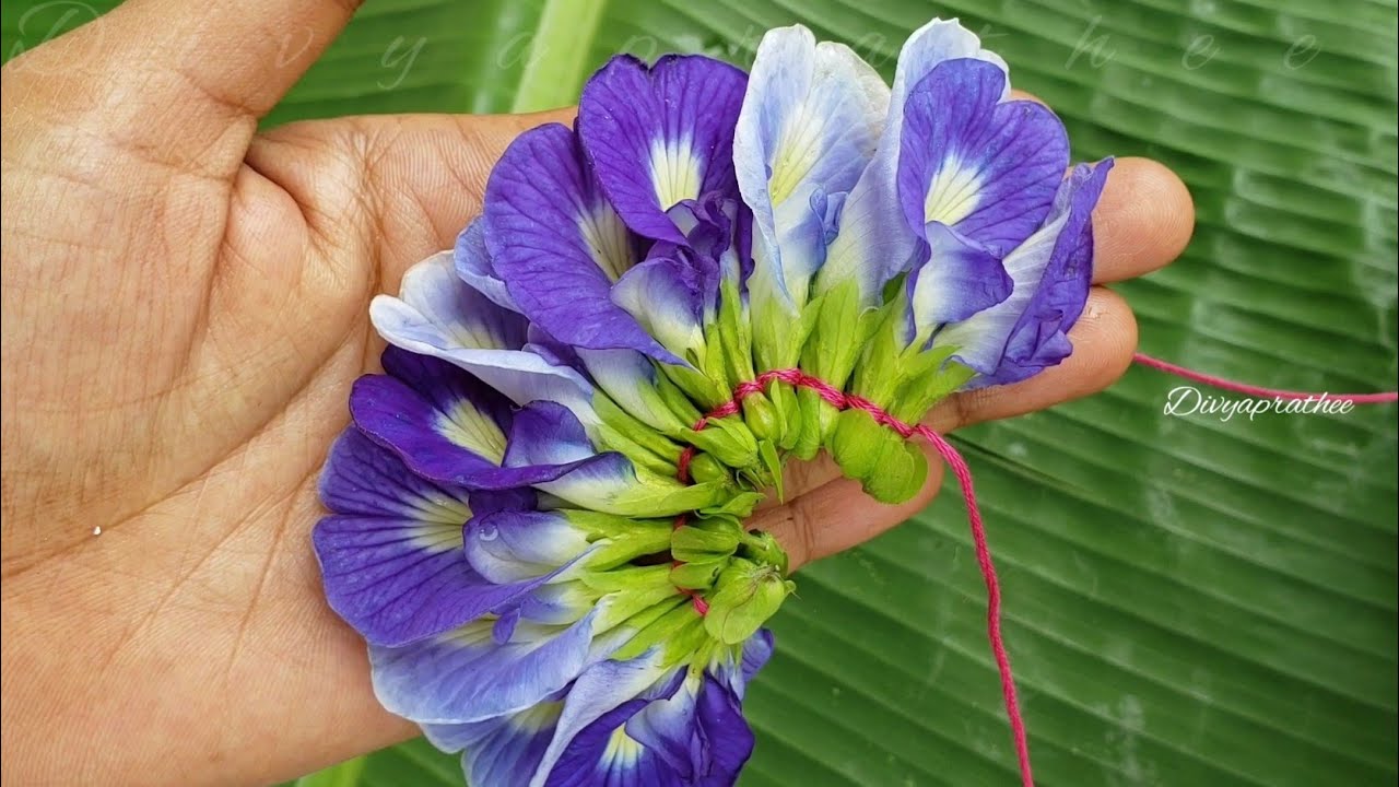 Easy flower mala for god/sangu poo malai/veni/Gajra/butterfly pea/fresh flower Garland/tie flowers