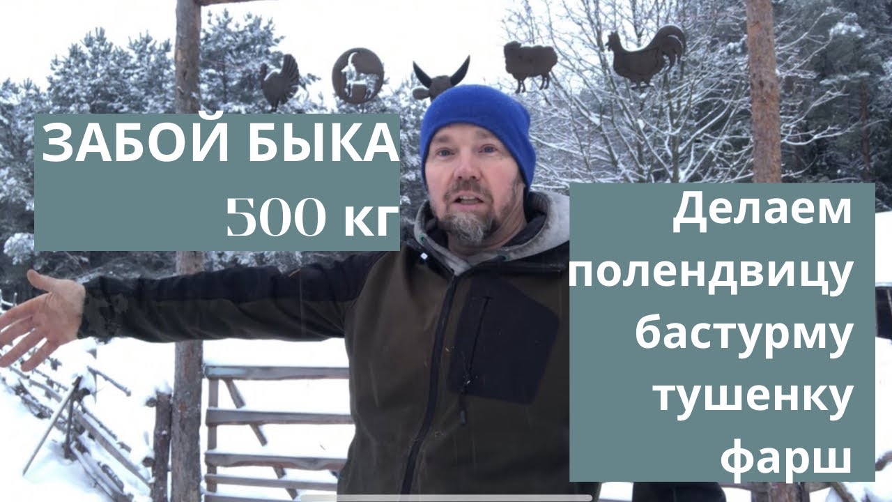 Забой быка 🐂 500 кг. Готовим полендвицу, бастцрму, тушенку, фарш. 
