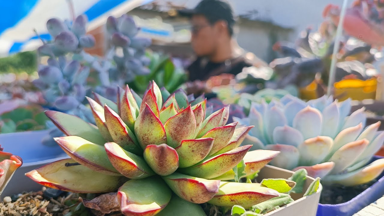 Nos despedimos de Buenos Aires Argentina, colección Elizabeth Mita.