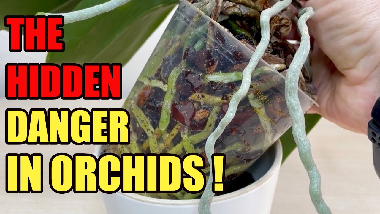 The Secret Of Orchid Fast Growth | Do This And Let It Bloom Like Crazy