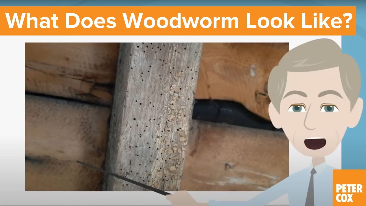 What Do Woodworm Look Like? How to Identify woodworm and the woodworm beetle.