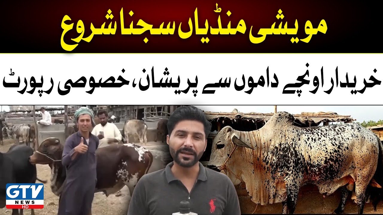Peshawar Cow Mandi 2023 Latest Updates | Bakra Eid 2023 | Eid ul Adha 2023 | GTV News