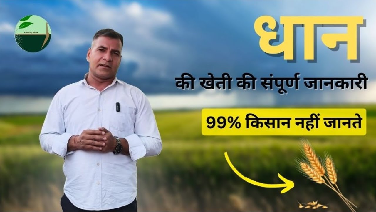 1378-Kisan karyashala : (10 मिनट में सीखें) धान की खेती की संपूर्ण जानकारी #paddy #organic
