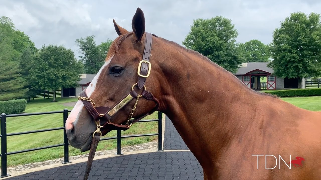 California Chrome: First Yearlings to Sell in July
